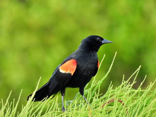 istock Red-winged Blackbird (Agelaius phoeniceus) -  male perched in the plants 2161056150