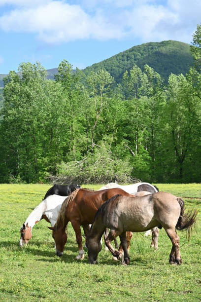 istock Horses and Mountain 2161056327