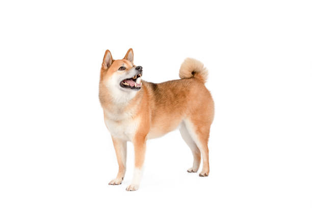 Shiba Inu dog, standing in full body view, looking to the side against a white studio background.