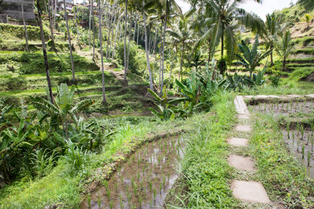 istock Beautiful view of rice terraces in Bali 2161056932