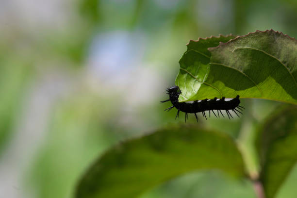 Black Caterpillar Dione juno worm passion fruit infestation eating leaf