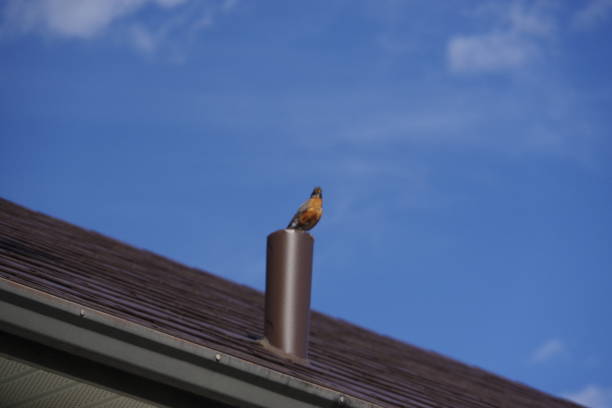 A mother robing perched on a roof with a beak full of supplies for the foundation of her nest.