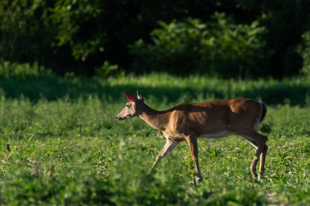 istock White-tailed deer lit by the evening sun 2161062677