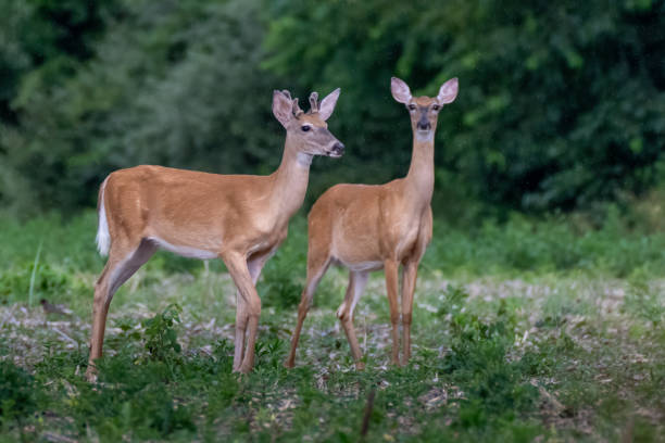 istock A Pair of White-tailed Deer - Young Buck and Doe 2161062728