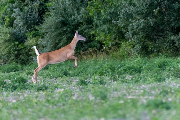 istock White-tailed Deer Doe Jumping through the Woods 2161062737