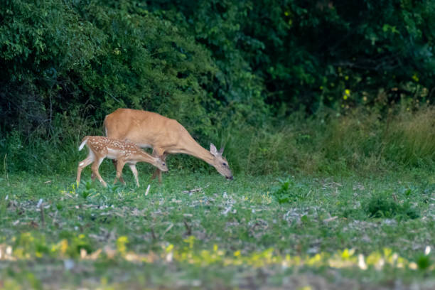 istock White-tailed Deer Doe and Fawn 2161062748