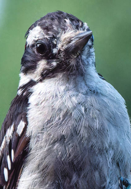 istock A Downy Woodpecker on the backyard deck 2161063822