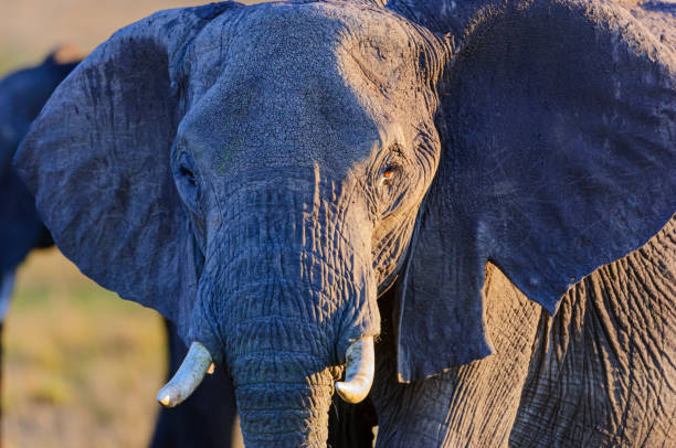 Olifant in amboseli nationaal park Kenia