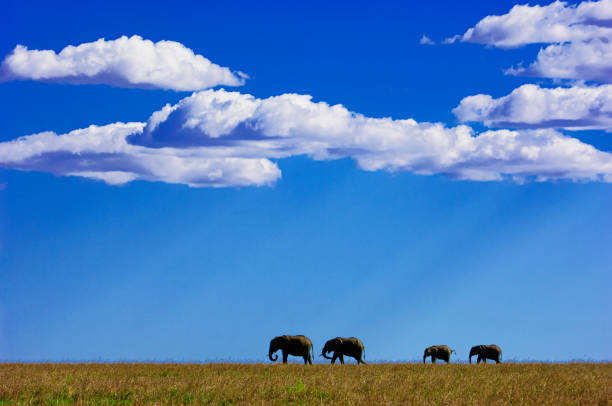 Wild African elephants (Loxodonta africana) walking in single file on a hilltop ridge on the Masai Mara, with clouds in the background.\n\nTaken in Kenya, Africa