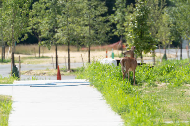 istock White-tailed Deer Doe in a Neighborhood Park 2161065624
