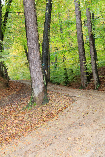 istock Europe, Romania. Bran. Forested roadways. 2161068617