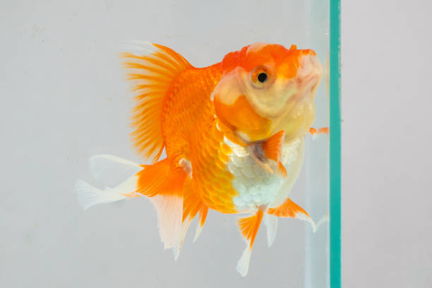 istock Oranda goldfish in aquarium fish tank close up 2161069375