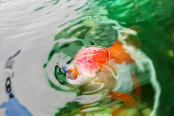 Group of goldfish and koi swimming near the surface in a garden pond