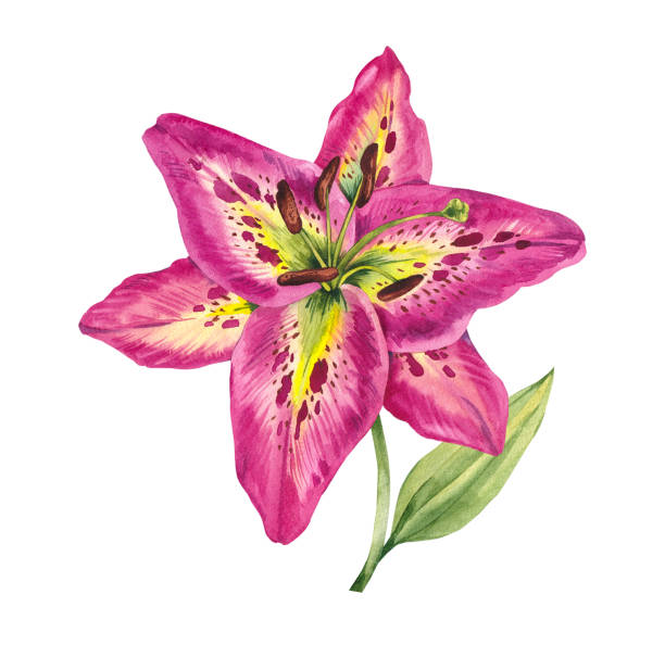 istock Watercolor lily flower crimson color 2161069411