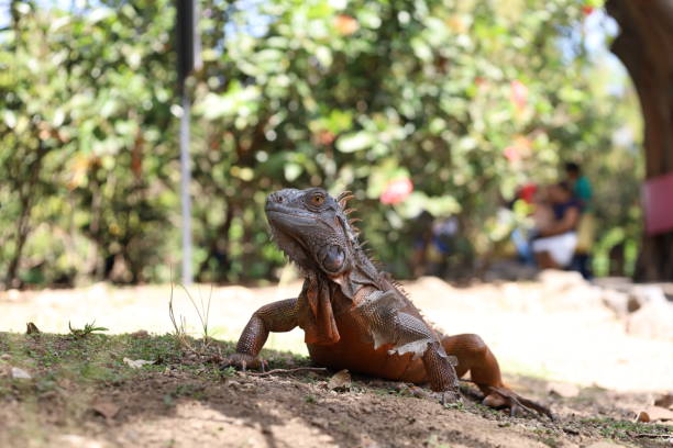istock Iguana on the ground in a public park 2161071799