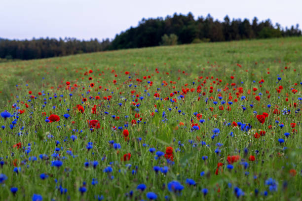 Single poppy amongst purple blue UK woodland flowers during the spring and summer