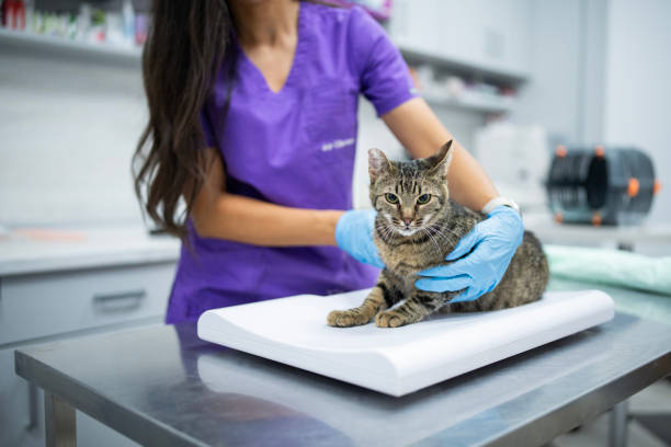 Domestic cat at the vet.