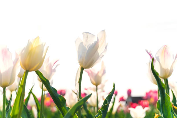 Tulips against blue sky