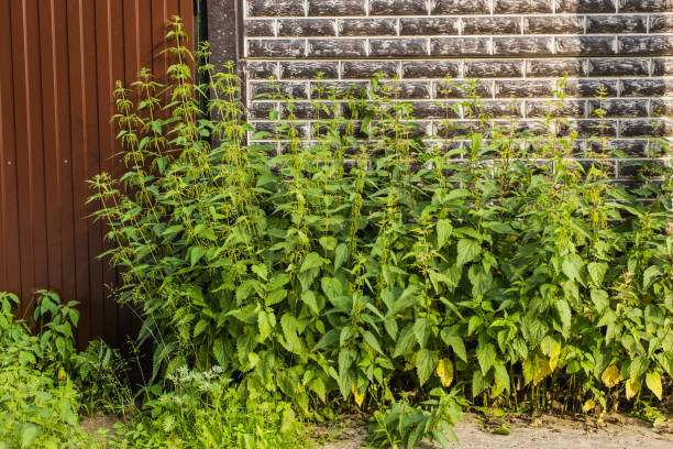 Nettles near fence.