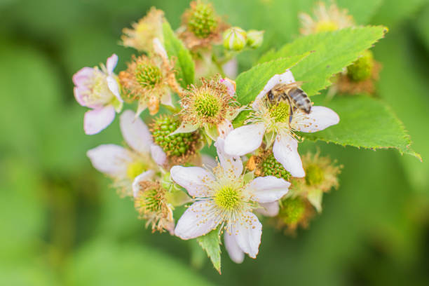Green blackberry. Flower