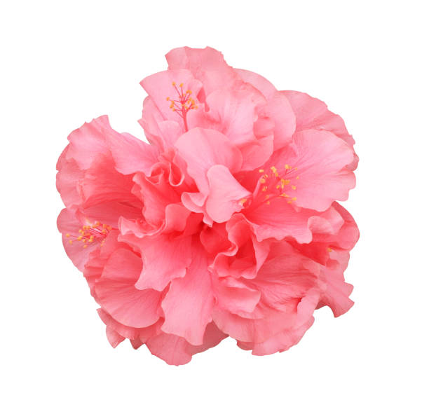 istock Hibiscus flowers isolated. 2161074395
