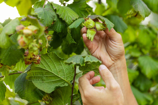 istock Close-up man farmer hands plucks collects ripe hazelnuts from a deciduous hazel tree bunch in garden 2161075707