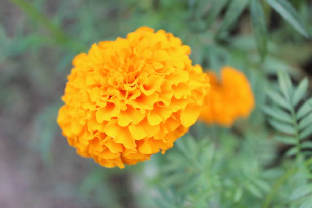 istock Close-up flower of Marigold or Tagetes erecta 2161076197