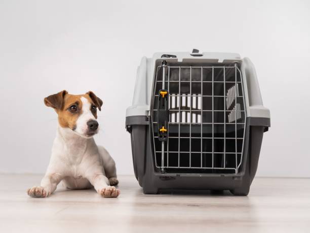 istock Dog sitting next to an open plastic carrier. 2161080518