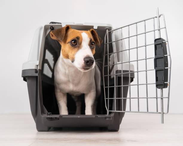 istock Jack Russell Terrier dog inside a travel box with open door. 2161080573