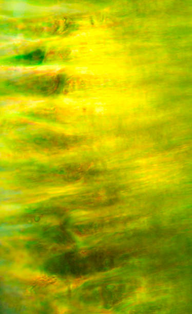 istock Lamellae of a moss leaf, Polytrichum, in longitudinal section. 2161082580