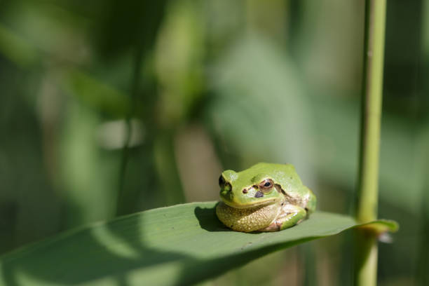 istock Green Japanese tree frog with swollen throat resting on leaf 2161084000
