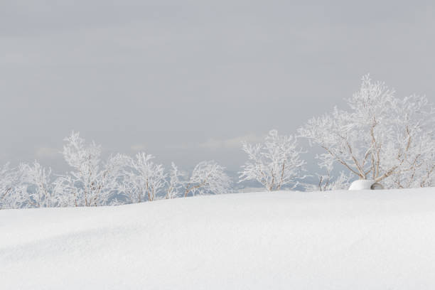 Fresh white winter landscape snow and line of frozen trees in background, Hokkaido