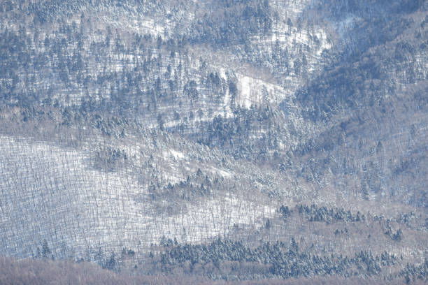 Snow on forest trees in mountain valley winter landscape, Hokkaido