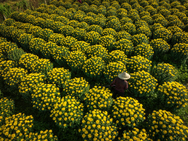 Drone view of florist is taking care chrysanthemum flowers for Tet holiday, Khanh Hoa, central Vietnam
