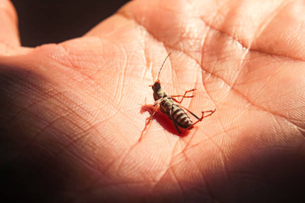 istock a dead insect on the hand 2161086503