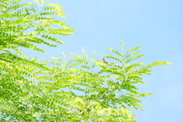Green leafy branches contrast with the clear sky.