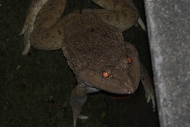 istock Big frog in the river channel. 2161089639