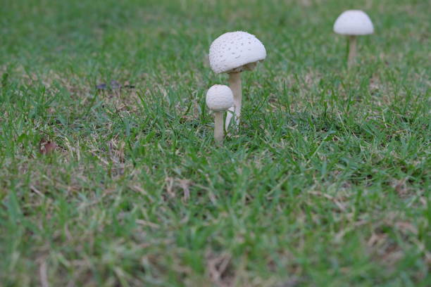 Close up wild mushroom in nature