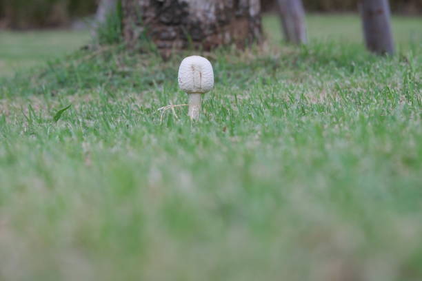 A dung mushroom has grown on the lawn