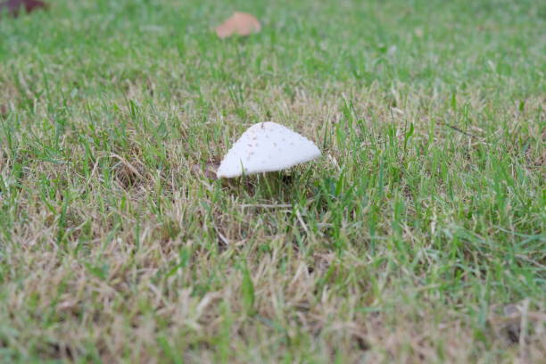 Mushrooms on a grassy area.