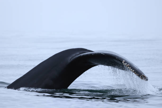 istock Humpack whales in the Monterey Bay 2161090139