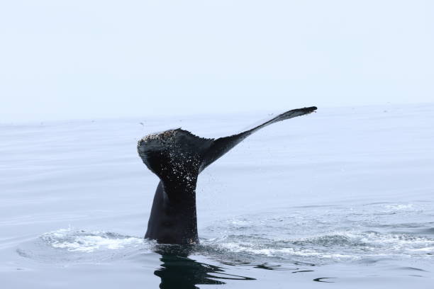 Images of whales diving  off the coast of california