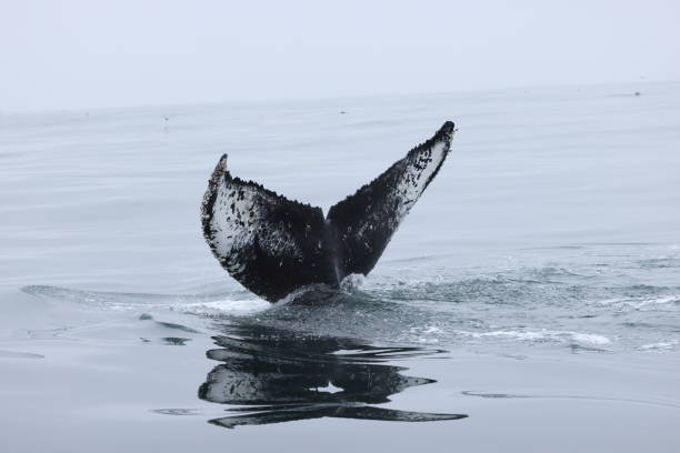 Images of whales diving  off the coast of california