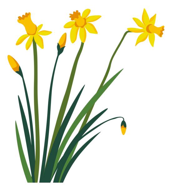 istock Narcissus flower in blossom, blooming daffodil 2161092666