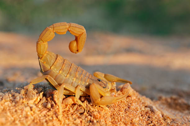 istock An aggressive thick-tailed scorpion (Parabuthus species) with raised tail and stinger, South Africa 2161093953