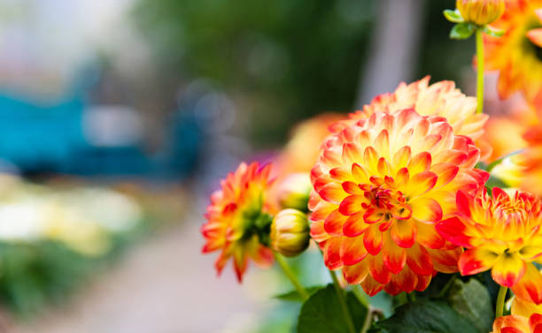 Orange dahlias blossoming in the park.