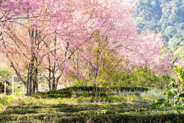 istock Wild Himalayan Cherry (Prunus cerasoides) or thai sakura flower 2161095257