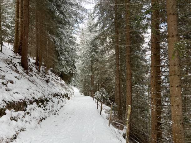 istock Alpine forest trails in a typical winter environment and after the winter snowfall above the tourist resorts of Valbella and Lenzerheide in the Swiss Alps - Canton of Grisons, Switzerland (Schweiz) 2161095514