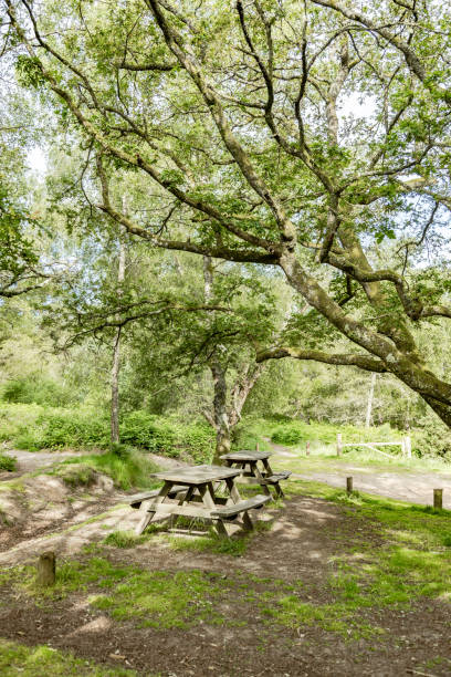 istock Countryside benches Surrey England 2161095715