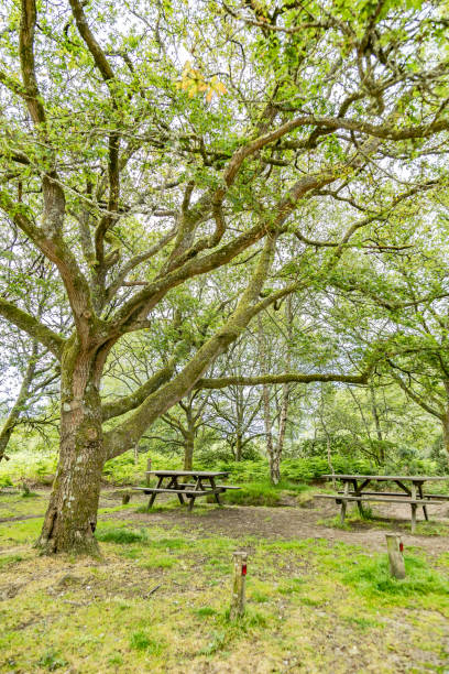 istock Countryside benches Surrey England 2161095784